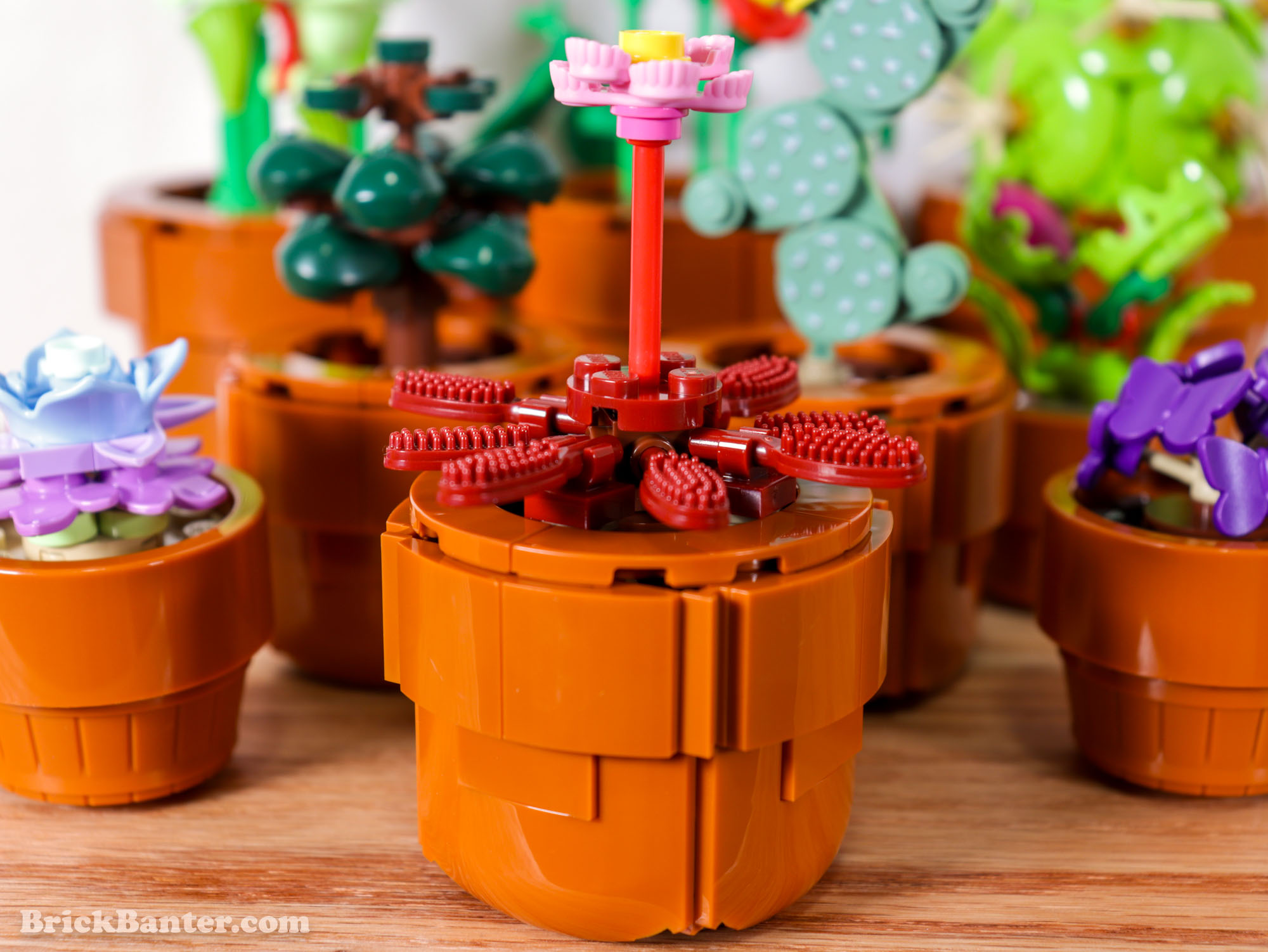 LEGO's next Botanical set is 10329 Tiny Plants, arriving December 2023 -  Jay's Brick Blog